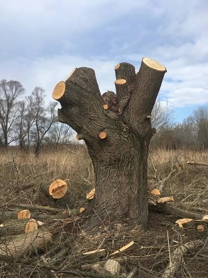 Aj tento rok orezávame hlavové vŕby