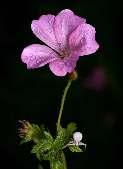 Crab Spider on a Geranium