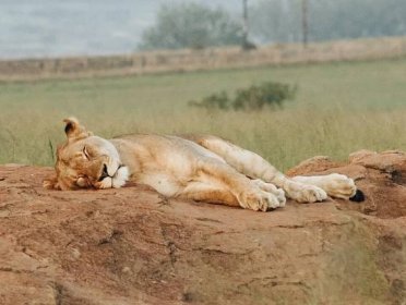 Rozpustilý lev vyruší lvici ze spánku, ta na něho ostře vyjede - NeposlušnéTlapky
