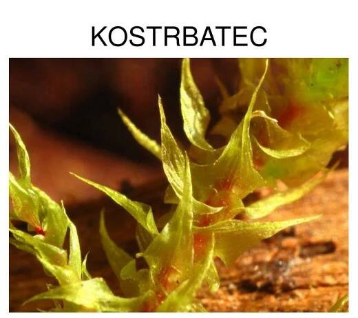 PPT - VÝTRUSNÉ ROSTLINY PowerPoint Presentation, free download - ID:835695