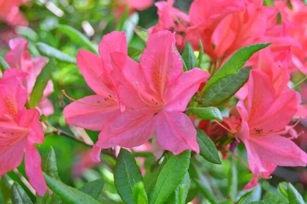 Rhododendron (Azalea) květiny v městském parku na jaře ...... — Stock obrázek