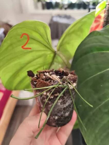Hoya Retusa