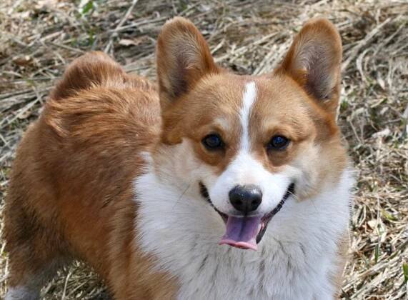 Pembroke Welsh Corgis - THE AUSSIE ZONE