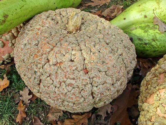 Tykev obrovská Galeuse d Eysines (Cucurbita maxima)