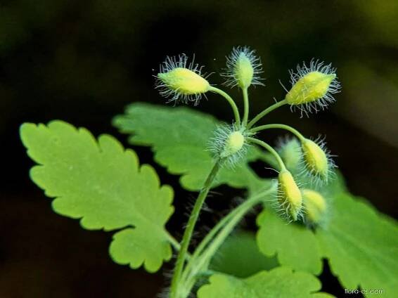 Vlaštovičník větší (Chelidonium majus), poupata