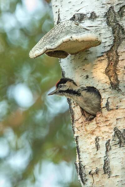 Šplhavci | Štěpán Mikulka | Wildlife fotograf