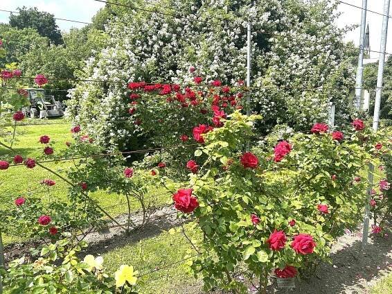 Olomoucké rozárium získalo prestižní světové ocenění Award of Garden Excellence. Řadí se tak mezi nejlepší na světě.