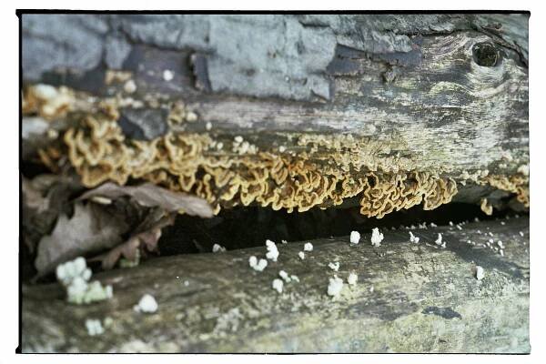 paddenstoelen-colebi