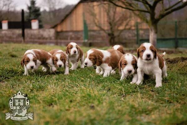 Velššpringršpaněl - volní pejskové — Dogva.com