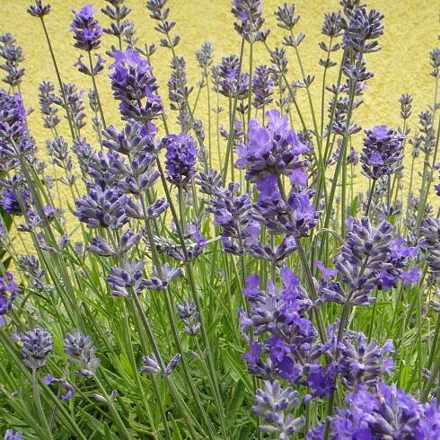 Lavandula angustifolia 'Little Lady' (Lavender 'Little Lady') Herb Plant