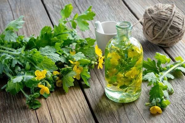Vyrobte si tinkturu z vlaštovičníku na bradavice. S rostlinou pracujte ale opatrně! - WomanOnly