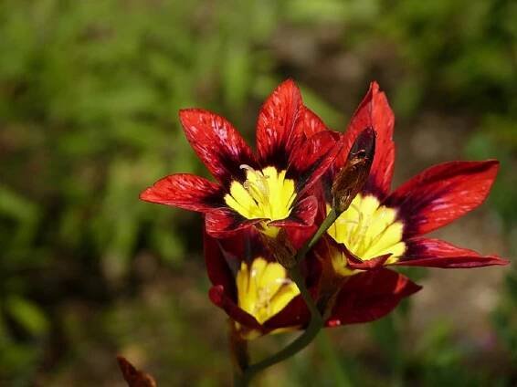Tricolor sparaxis