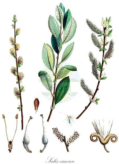 Salix cinerea - Salicaceae,Plantae,Pteridobiotina,Angiosperms,Malpighiales,Salicaceae,Salix,Salix cinerea,Capraea acuminata, Capraea cinerea, Salix acuminata, Salix acuminata, Salix aurita var. cinerea, Salix australis, Salix carinthiaca, Salix deserticola, Salix discolor, Salix geminata, Salix incanescens, Salix polymorpha, Salix spadicea, Salix timmii, Vimen cinerea,Grau-Weide;Asch-Weide;grey willow;gray willow;large gray willow;grey sallow;common sallow;Saule cendré;saule gris;gévrine;osier cendré;sarcino;Salice cinereo;salice acuminato;salice salvatico;salice cenerino;salice selvatico;grauwe wilg;ива пепельная;ива серая;boz söğüt;shelg;gatell;gatsalze;salze;pepeljasta vrba;gråvide;grå-pil;łoza;wierzba szara;pepelnatosiva vrba;rekettyefűz;vrba popelavá;zălog;vŕba popolavá;верба попеляста;сина върба;tuhkur pąju;pelēkais kārkls;gråselje;tuhkapaju;сива врба;pilkasis karklas;huī liǔ;灰柳