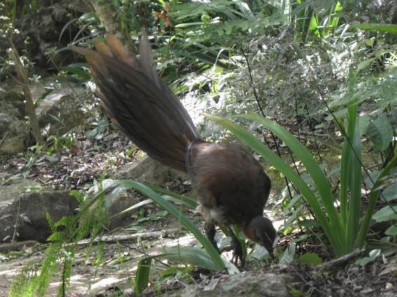 Albert's
                          lyrebird