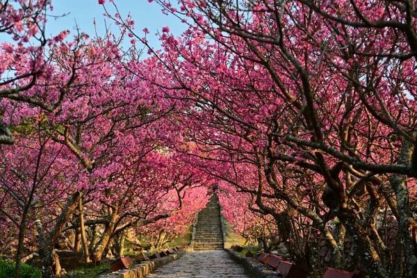Sakura and Beyond: Famous Japanese Flowers to Check Out in 2024| JAPAN Monthly Web Magazine | JNTO