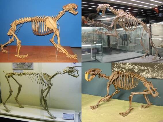Machairodontinae