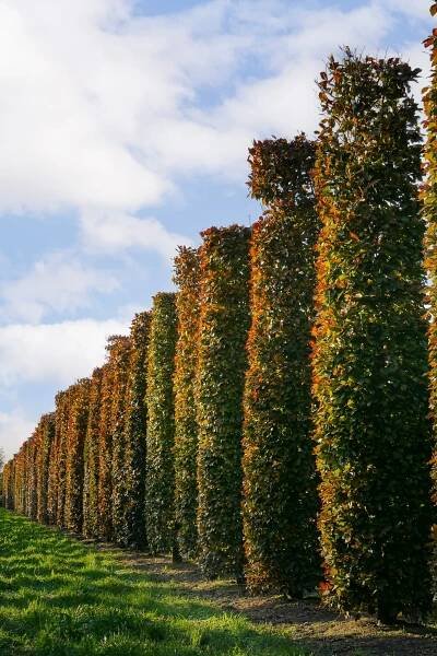 Fagus sylvatica 'Atropunicea' | buk lesní 'Atropunicea' - Van den Berk Školky