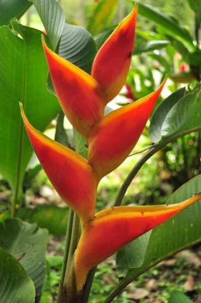 Manizales Fauna Flora v okoli cafka plantage