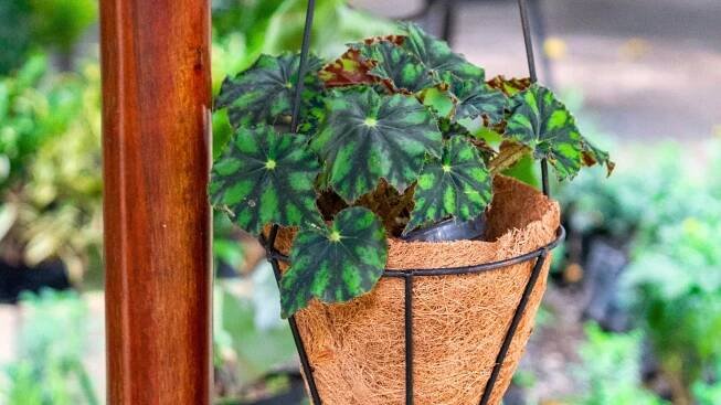 The Begonia rex Zumba in a hanging container features strikingly vibrant and intricately patterned leaves with shades of dark green, silver, and green, adorned with swirls and splashes of contrasting colors.