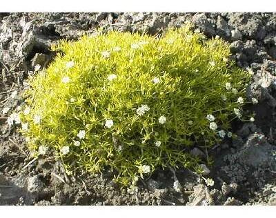 Úrazník šídlovitý - Sagina subulata 'Aurea'