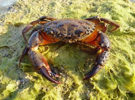 Krab bradavčitý – Wikipedie