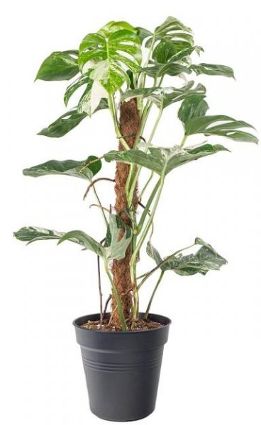 panašovaná monstera, Monstera deliciosa Variegata, skladem