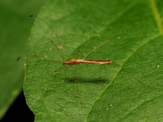 Berytidae