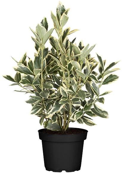 Landgard Brslen japonský (Euonymus japonicus) cca výška 30-40 cm, 2 l