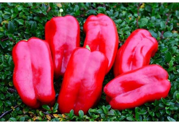 STUFF ENUFF je skutečná maxi paprika s velkými červenými plody.