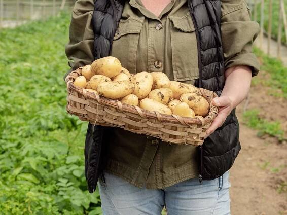 Kartoffeln ernten: Drei typische Fehler sollten unbedingt vermieden werden
