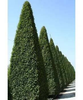 Habr obecný Fastigiata 150-200 cm (Carpinus betulus Fastigiata)