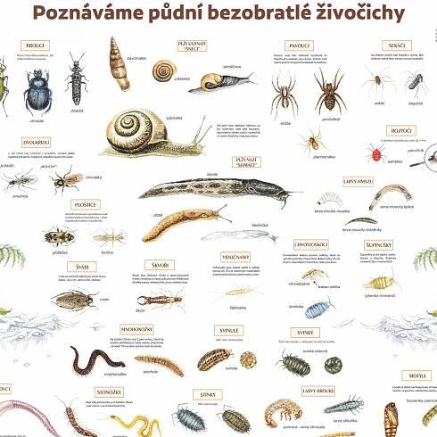 Naučná tabule půdních bezobratlých | Rezekvítek