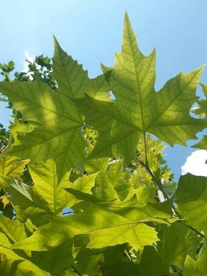 Platanus acerifolia K90, strecha - https://www.prorain.sk