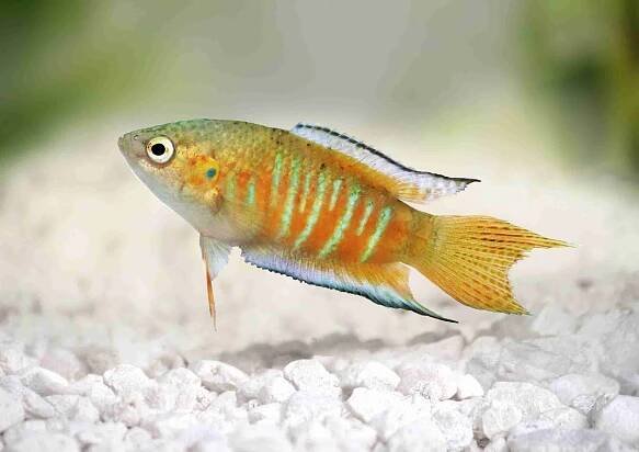 How To Soften Aquarium Water: 8 Safe & Effective Methods