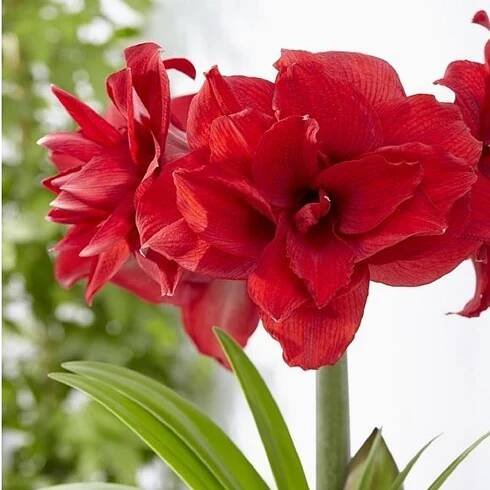 Hvězdník plnokvětý Amarantia - Hippeastrum - cibule hvězdníku - 1 ks