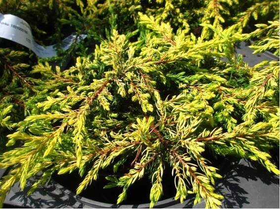 Jalovec obecný - Juniperus communis GOLDSCHATZ
