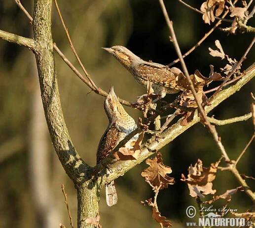 Krutihlav obecný | Naturfoto.cz