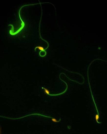 Bewertung der Spermatogenese und Spermaqualität - Leibniz-Institut für Zoo- und Wildtierforschung