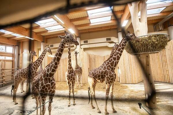 Do ostravské zoo dorazil nový samec žirafy Rothschildovy, ocenily ho samičky