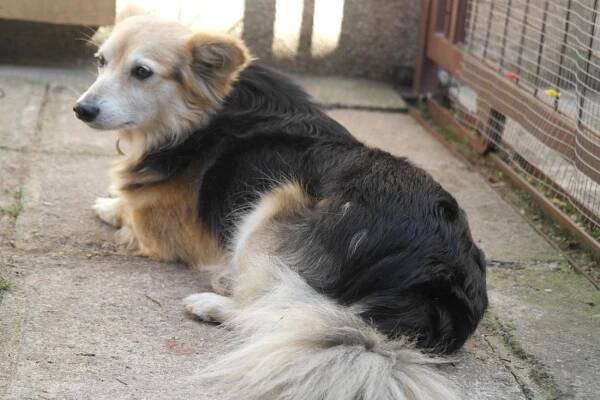 Psi k adopci z útulků, azylů a neziskových organizací