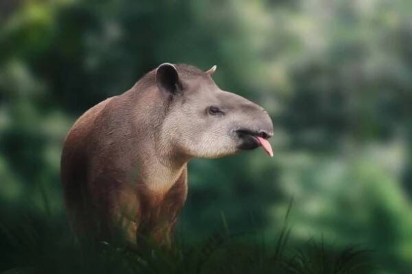 tapír nížinný (tapirus terrestris) s jazykem nebo tapír jihoamerický - tapír - stock snímky, obrázky a fotky
