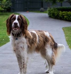 Brittany Spaniel standing on point playing with a ball