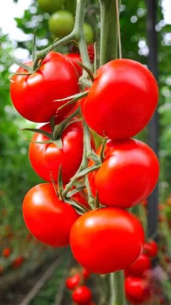How to grow Tomatoes in the home garden in under 60 days