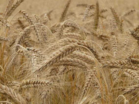 Cenovka - krmný ječmen - březen 2025 - Agropress.cz