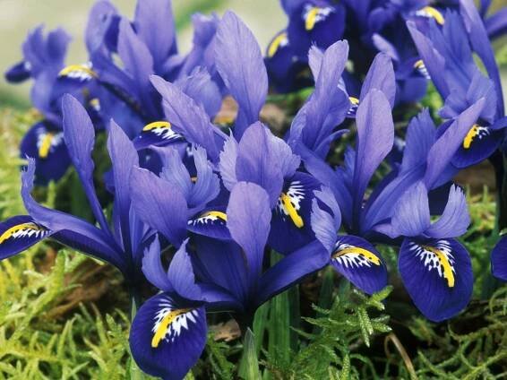15 great plants for small gardens
