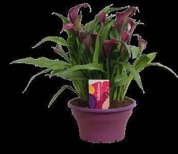 Callalicious© | Calla Zantedeschia catalogus 2024 |Vreugdenhil Bulbs & Plants by Vreugdenhil Bulbs & Plants - Issuu