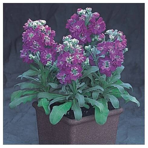 Matthiola