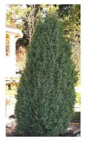 Juniperus communis 'Suecica' Jalovec obecný 'Suecica' - PRODEJ ROSTLIN
