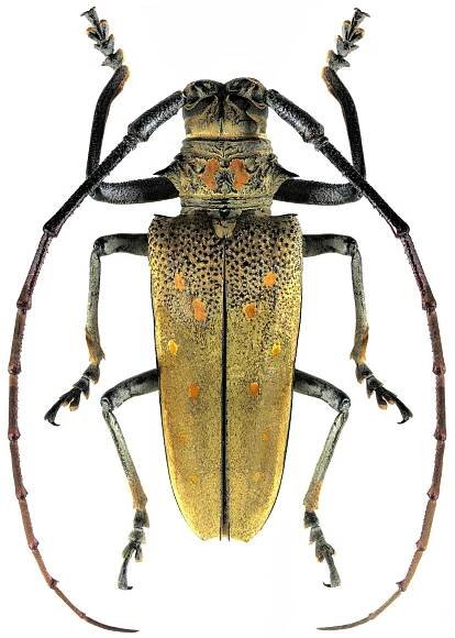 Batocera rufomaculata