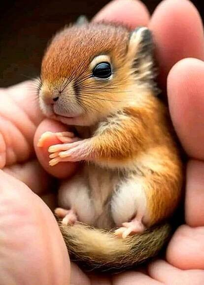 Pin by OuachitaDawn II on Ƈhipmunks ԑ̮̑ ꑄquirrels